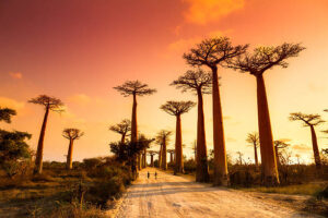 Best Time to Visit Africa