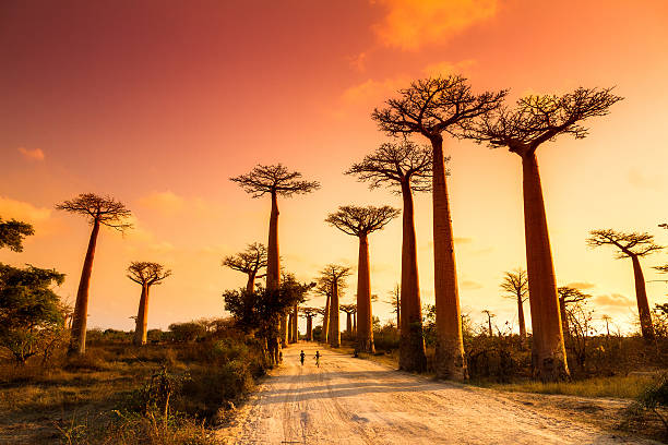 Best Time to Visit Africa