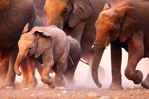 7 Critical Drawbacks and Challenges of Wildlife Conservation in Kenya 2 East African Wildlife Conservation