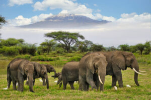 elephants and kilimanjaro in amboseli national park1