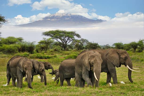 7 Exquisite African Safari Destinations: A Journey into the Wild 2 elephants and kilimanjaro in amboseli national park1