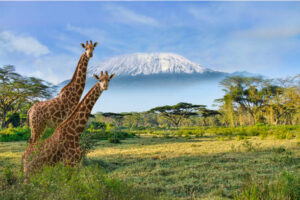 giraffen und der kilimandscharo im amboseli nationalpark1