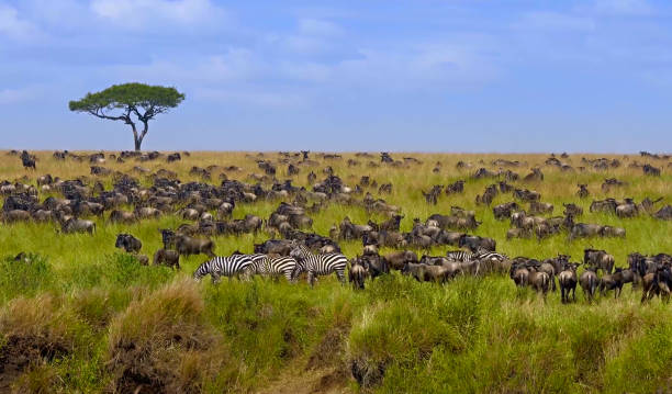Challenges of Wildlife Conservation in Kenya