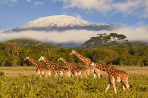 Mount Kilimanjaro