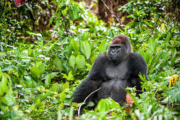 DRC Travel Information