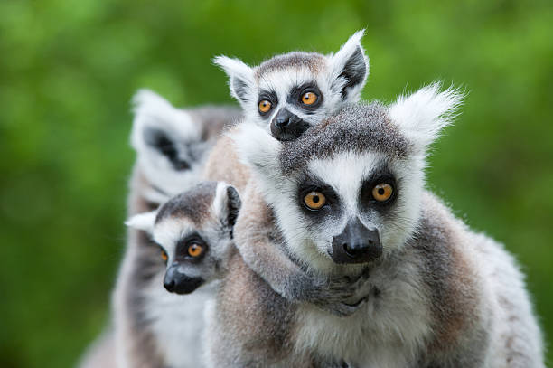 Madagascar's Wildlife