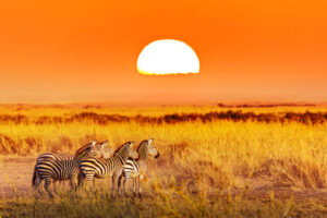 Budget-Friendly Safari in East Africa