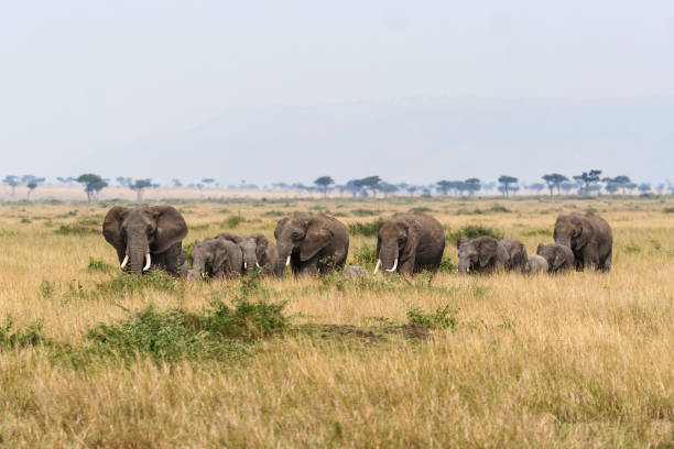East African Wildlife Conservation