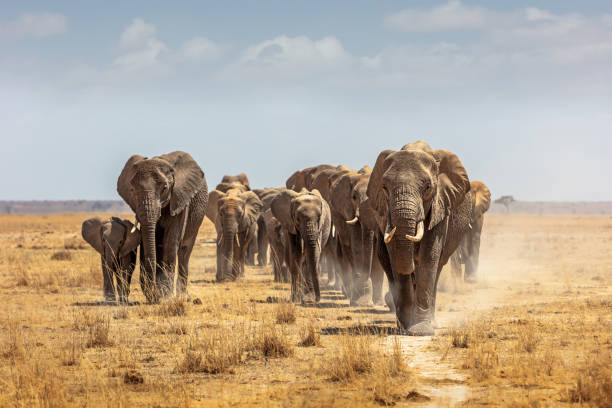 7 Perfect Tips on Volunteering for Wildlife Conservation Projects in East Africa 2 Volunteer for Wildlife Conservation Projects in East Africa