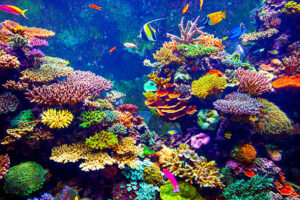 Threats to East African Coral Reefs