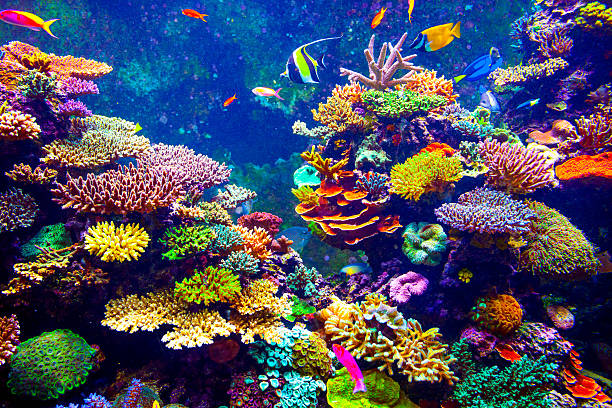 Threats to East African Coral Reefs
